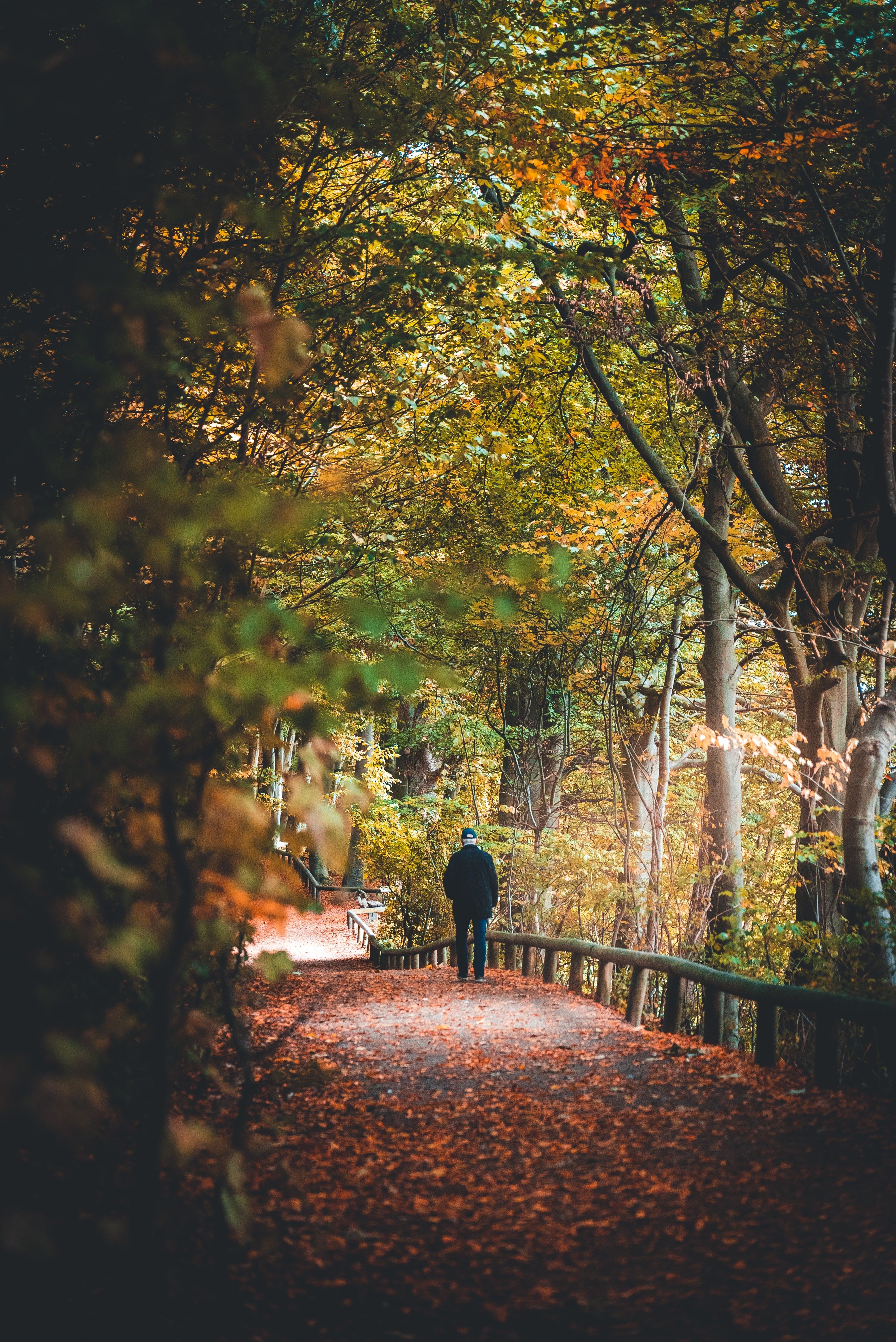 Aarhus-forest.jpg