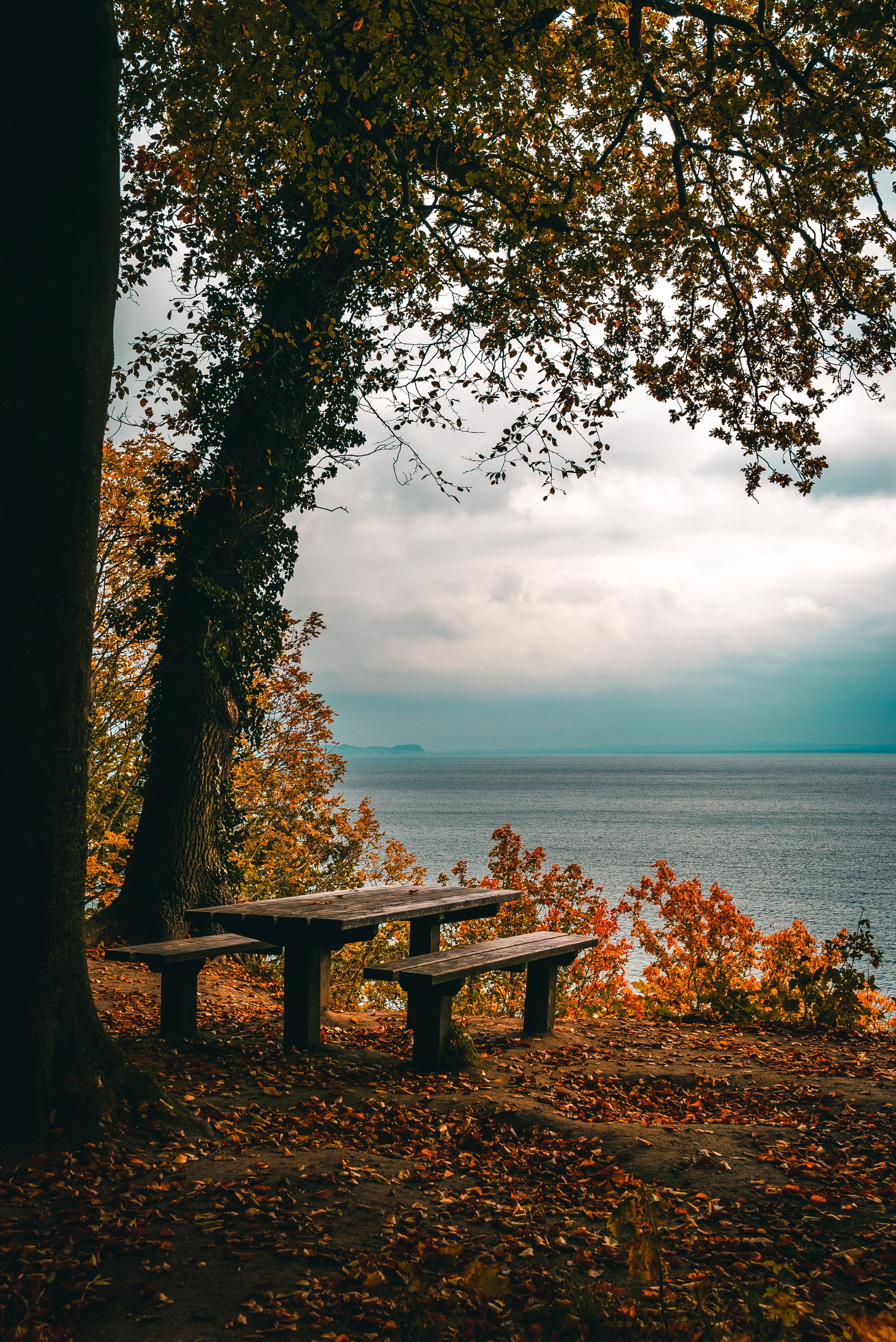 Aarhus-forest-ocean.jpg